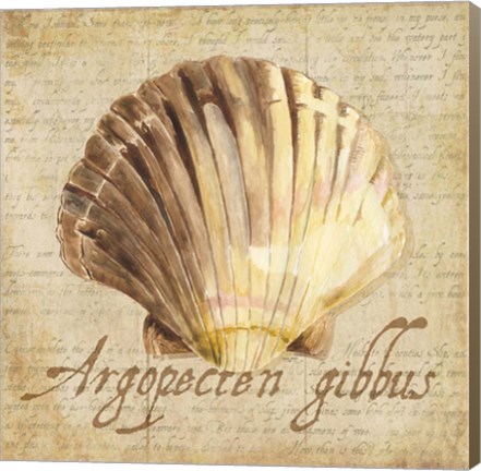 Framed Oceanum Shells Beige V Print