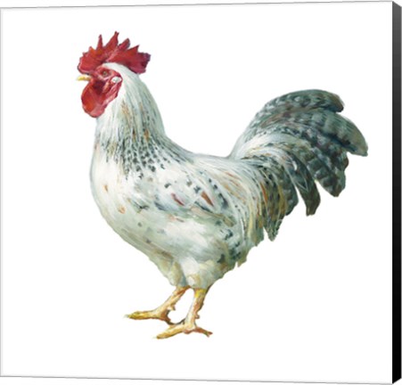 Framed Noble Rooster IV on White Print