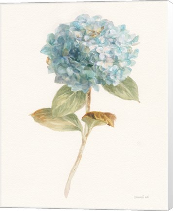 Framed Garden Hydrangea Print