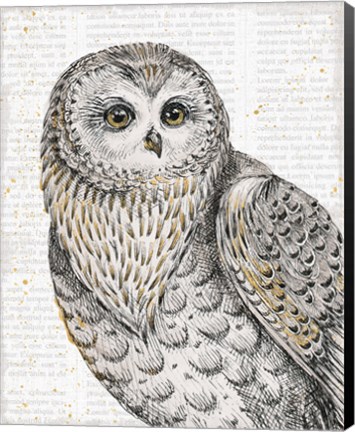 Framed Beautiful Owls IV Print