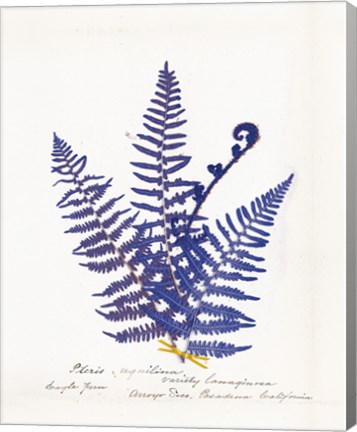 Framed Botanical Fern IV Blue Light Print