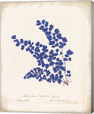 Framed Botanical Fern III Blue Aged Print