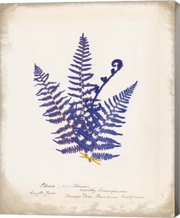 Framed Botanical Fern IV Blue Print