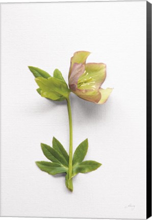 Framed Hellebore Study III Print