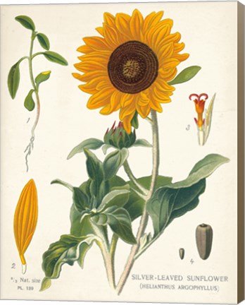Framed Sunflower Chart on Ivory Print