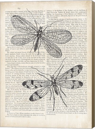 Framed Vintage Dragonflies on Newsprint Print