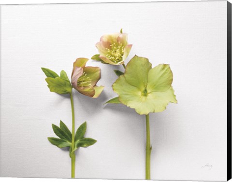 Framed Hellebore Study IV Print