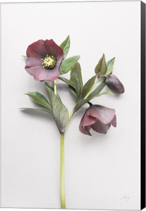 Framed Hellebore Study V Print