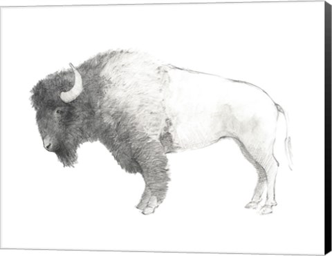 Framed Bison Dark Print