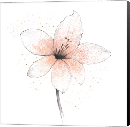 Framed Coral Graphite Flower II Print