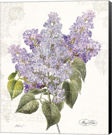 Framed May Lilac on White Print