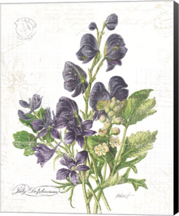 Framed July Delphinium on White Print