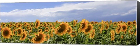 Framed Girasoli in Val D&#39;Orcia Print