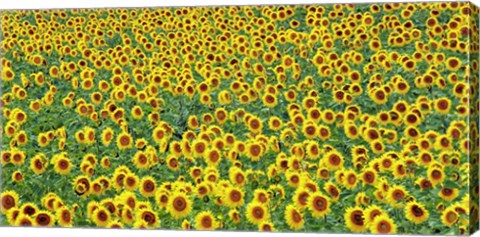 Framed Sunflower field, France Print