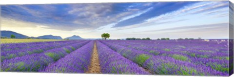 Framed Lavender Field, France Print