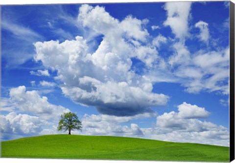 Framed Oak and clouds, Bavaria, Germany Print