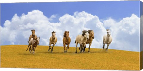 Framed Herd of Wild Horses Print