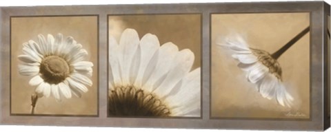 Framed Daisy Trio Print