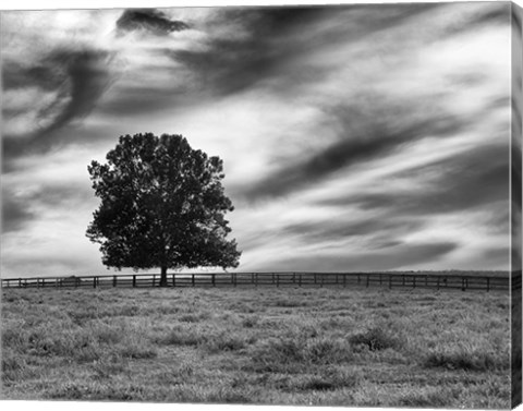 Framed Majestic Crop Print