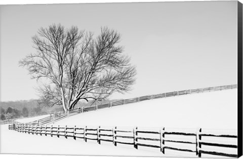 Framed Along the Lane II Print