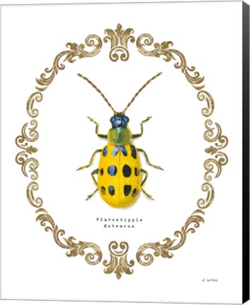 Framed Adorning Coleoptera VII Print