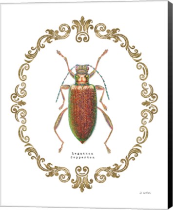 Framed Adorning Coleoptera VI Print