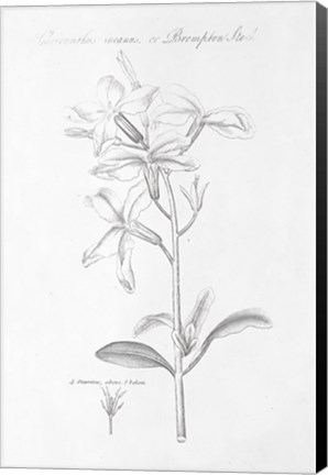 Framed Botany Book IX Print