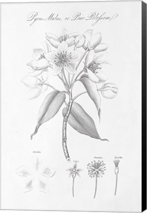 Framed Botany Book VIII Print