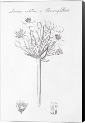 Framed Botany Book VII Print
