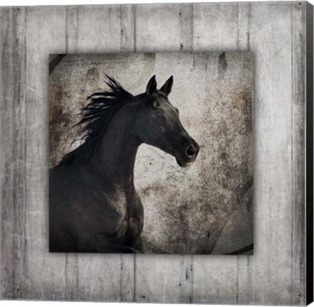 Framed Gypsy Horse Collection V1 5 Print