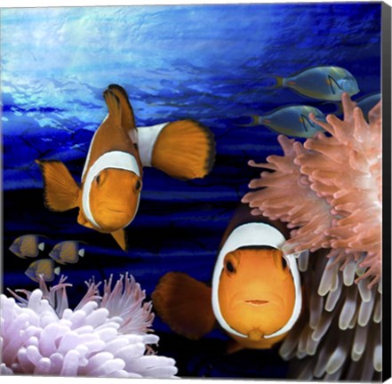 Framed Sea Creatures Clown Fish Print