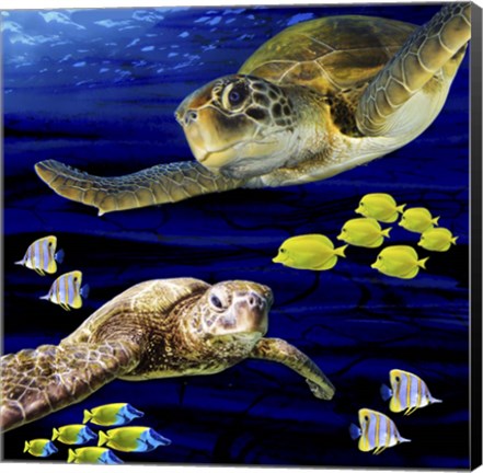 Framed Sea Creatures Turtle Print