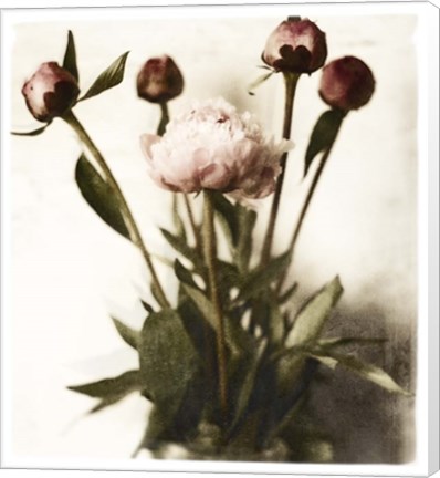 Framed Floral Peonies White Soft No Darks Print