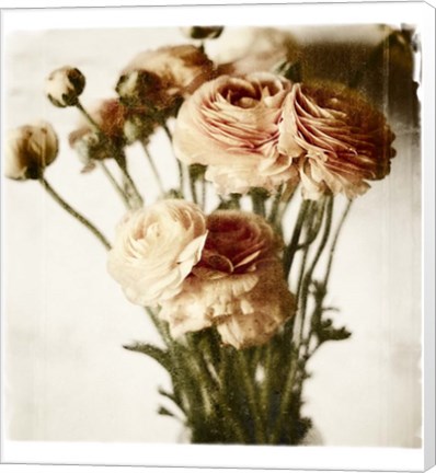 Framed Floral Ranunculus White Soft No Darks Print