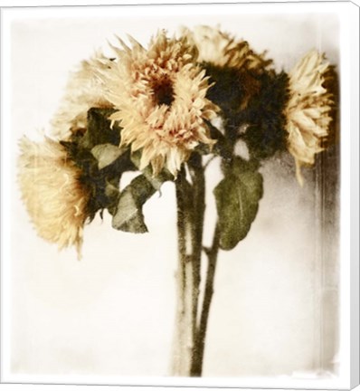 Framed Floral Sunflowers White Soft No Darks Print