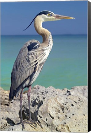 Framed Blue Heron Print
