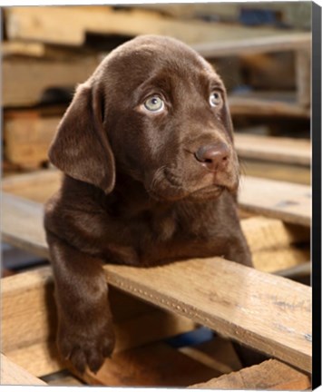 Framed Bryce Puppy Print