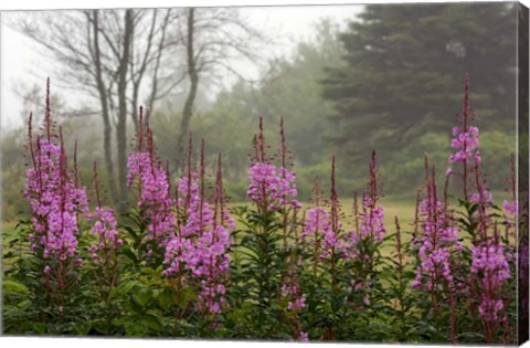 Framed Campobello Lupine Print
