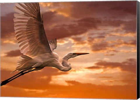 Framed Heron Sunset Print