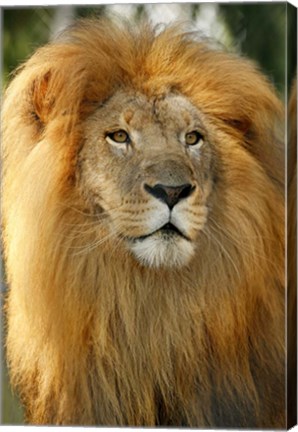 Framed Lion Print