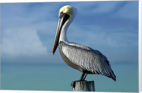 Framed Pelican Print