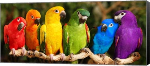 Framed Rainbow Parrots Print