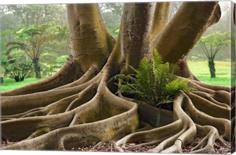 Framed Roots Sarasots Big Tree Print