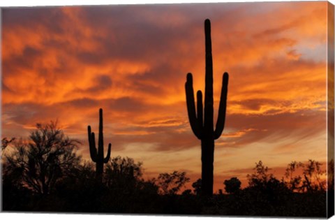 Framed Saguaros Amazing Sunset Print