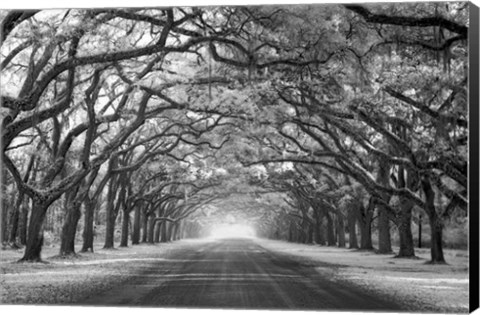 Framed Wormsloe Inf Light Print