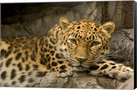 Framed Denver Zoo Snow Leopard Print