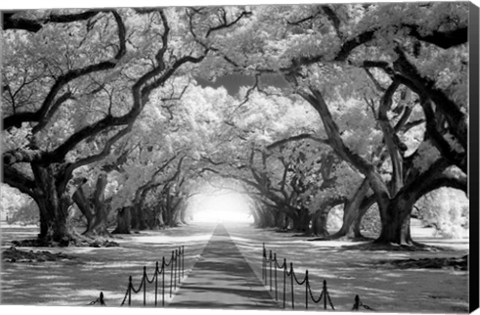 Framed Oak Alley inf CHECK!!!!! Print