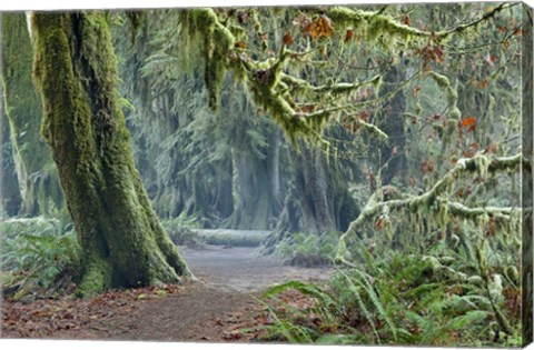 Framed Olympic NP Trail Print