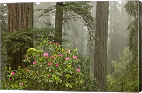 Framed Redwood Fog Rhododendrons Print