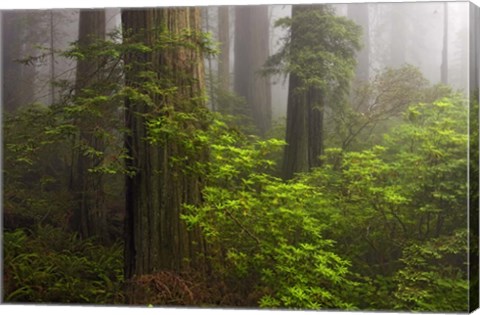 Framed Redwoods Fog Print